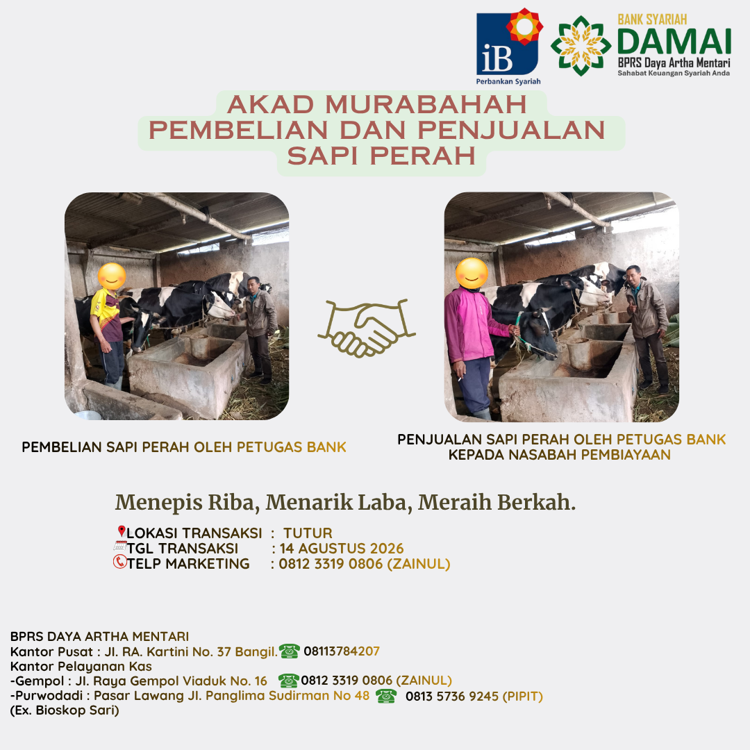 Akad Murabahah – Sapi Perah